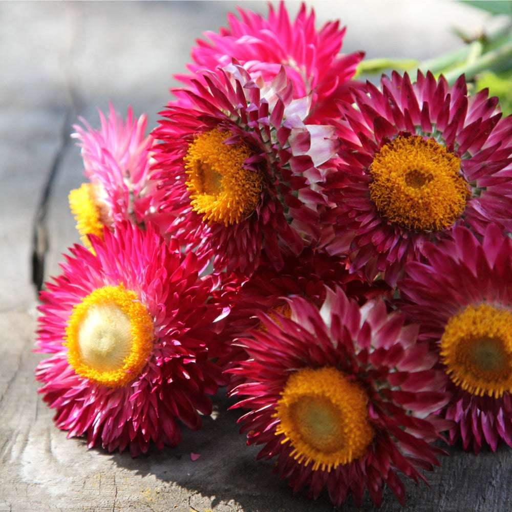 Mehrere liegende Blüten der Gartenstrohblume (Helichrysum bracteatum) ‘Rose’, innen zartrosa und an den Spitzen kräftig rosa