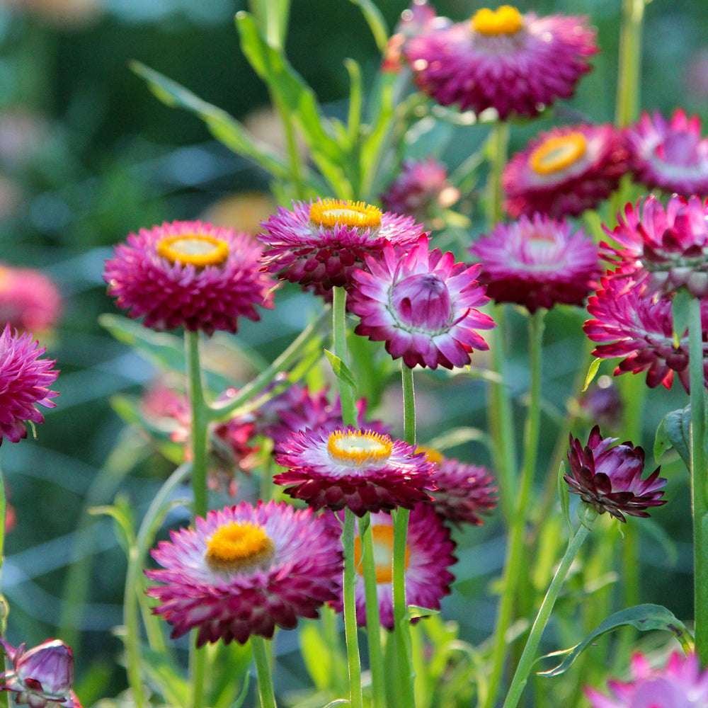 Mehrere Blüten der Gartenstrohblume (Helichrysum bracteatum) ‘Rose’, innen zartrosa und an den Spitzen kräftig rosa, blühend im Gartenbeet.