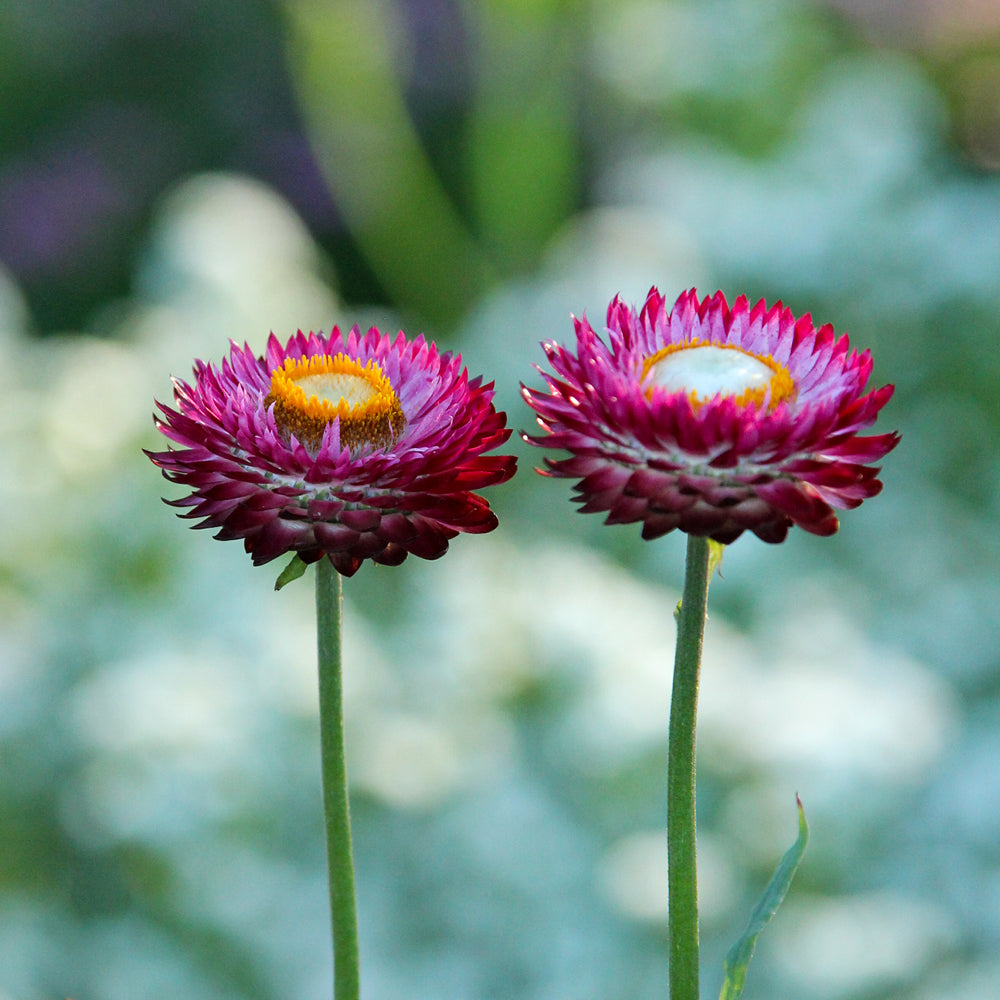 Nahaufnahme von zwei Blüten der Gartenstrohblume (Helichrysum bracteatum) ‘Rose’, innen zartrosa und an den Spitzen kräftig rosa.