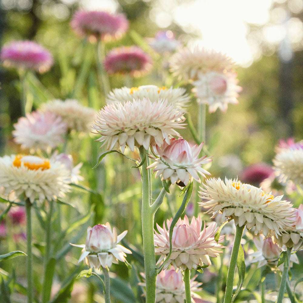 Mehrere Blüten der Gartenstrohblume (Helichrysum bracteatum) ‘Silvery Rose’ in zarten Hellrosa- und silbrig-weißen Farbtönen blühend im Gartenbeet.