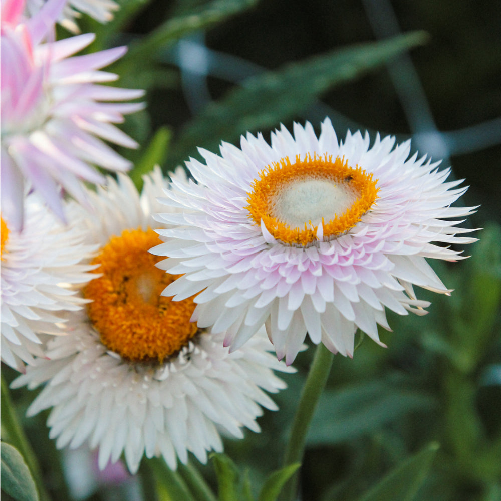 Nahaufnahme der Blüten der Gartenstrohblume (Helichrysum bracteatum) ‘Silvery Rose’ in zarten Hellrosa- und silbrig-weißen Farbtönen.