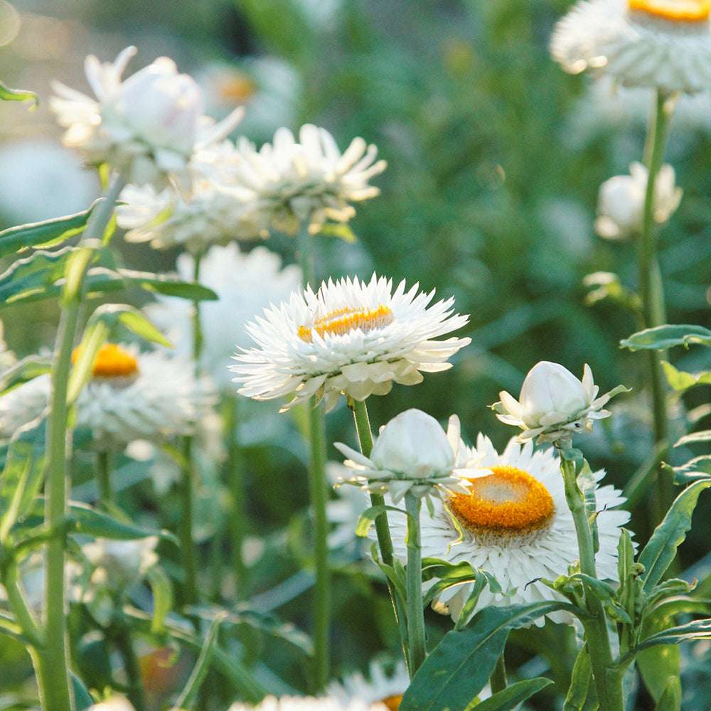 Gartenstrohblume-Pflanze (Helichrysum bracteatum) ‘White’ mit Blüten in zartem Weiß und oranger Mitte im natürlichen Wuchs.