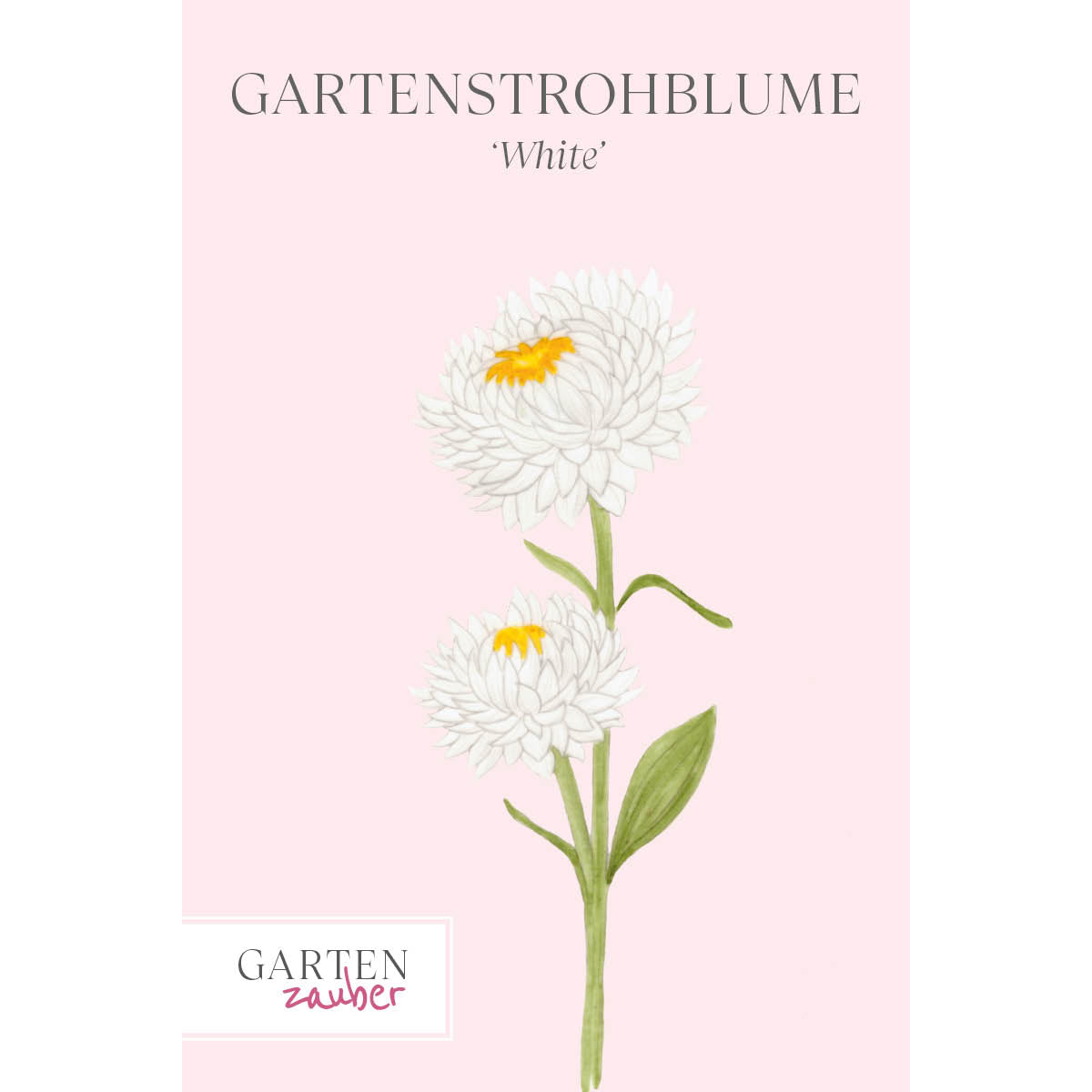 Vorderansicht Saatguttuete Gartenstrohblume - Helichrysum bracteatum `White` aus der Gartenzauber-Saatgutserie