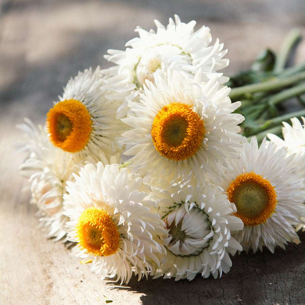 Mehrere liegende Blüten der Gartenstrohblume (Helichrysum bracteatum) ‘White’ in zartem Weiß mit oranger Mitte.