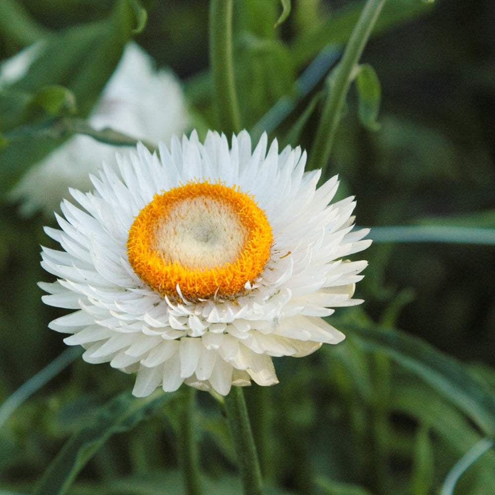Nahaufnahme einer Blüte der Gartenstrohblume (Helichrysum bracteatum) ‘White’ in zartem Weiß mit oranger Mitte.