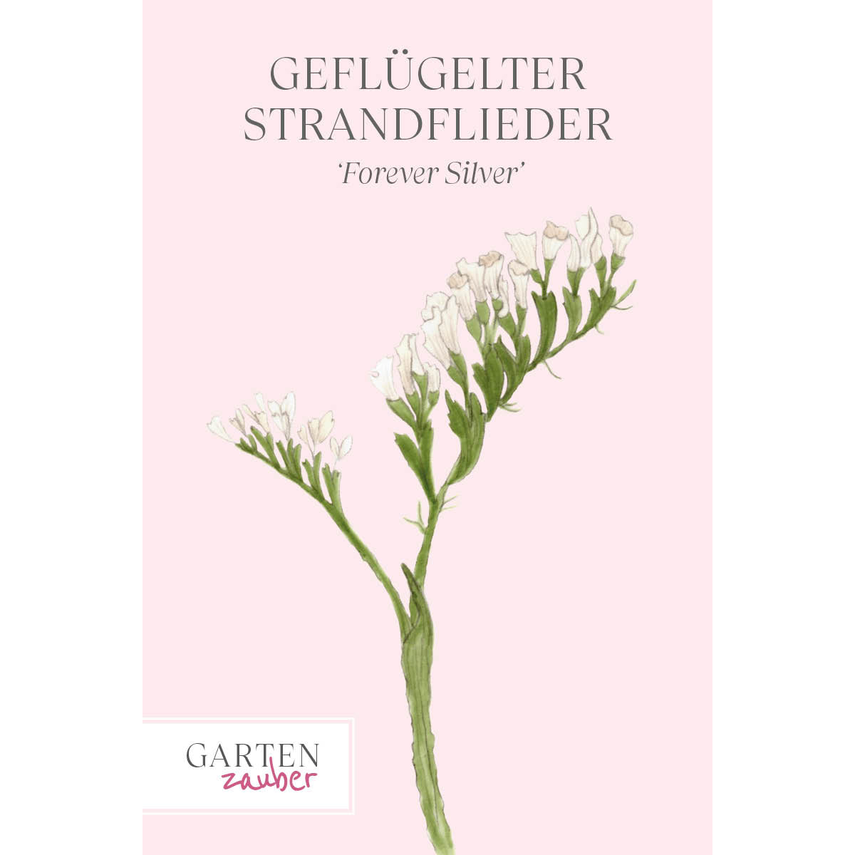 Vorderansicht Saatguttuete Gefluegelter Strandflieder - Limonium sinuatum 'Forever Silver' aus der Gartenzauber-Saatgutserie