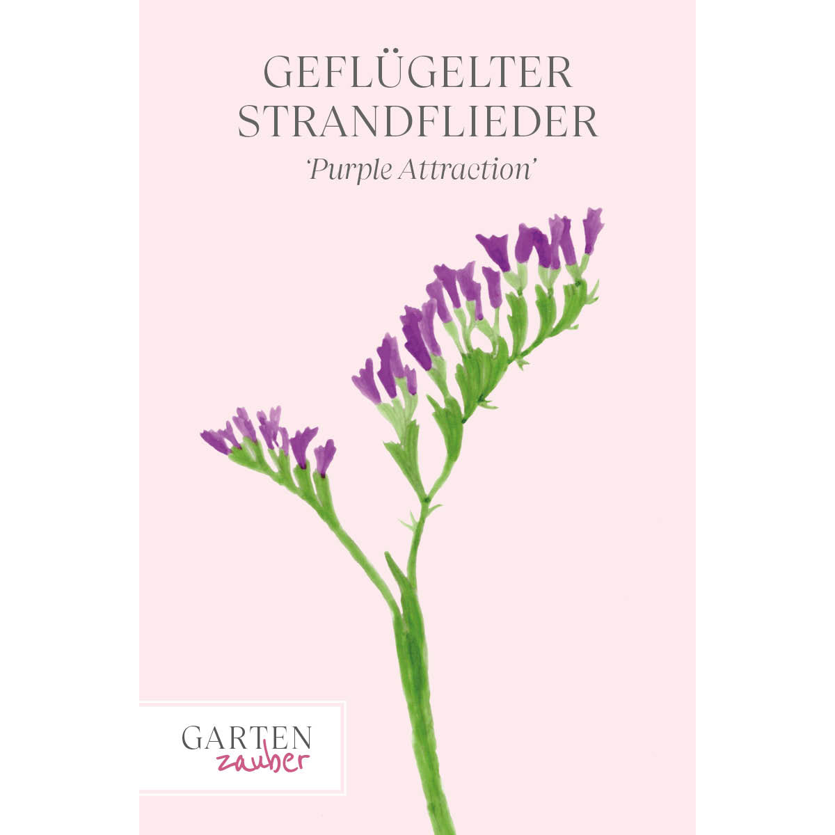 Vorderansicht Saatguttuete Gefluegelter Strandflieder - Limonium sinuatum 'Purple Attraction‘ aus der Gartenzauber-Saatgutserie