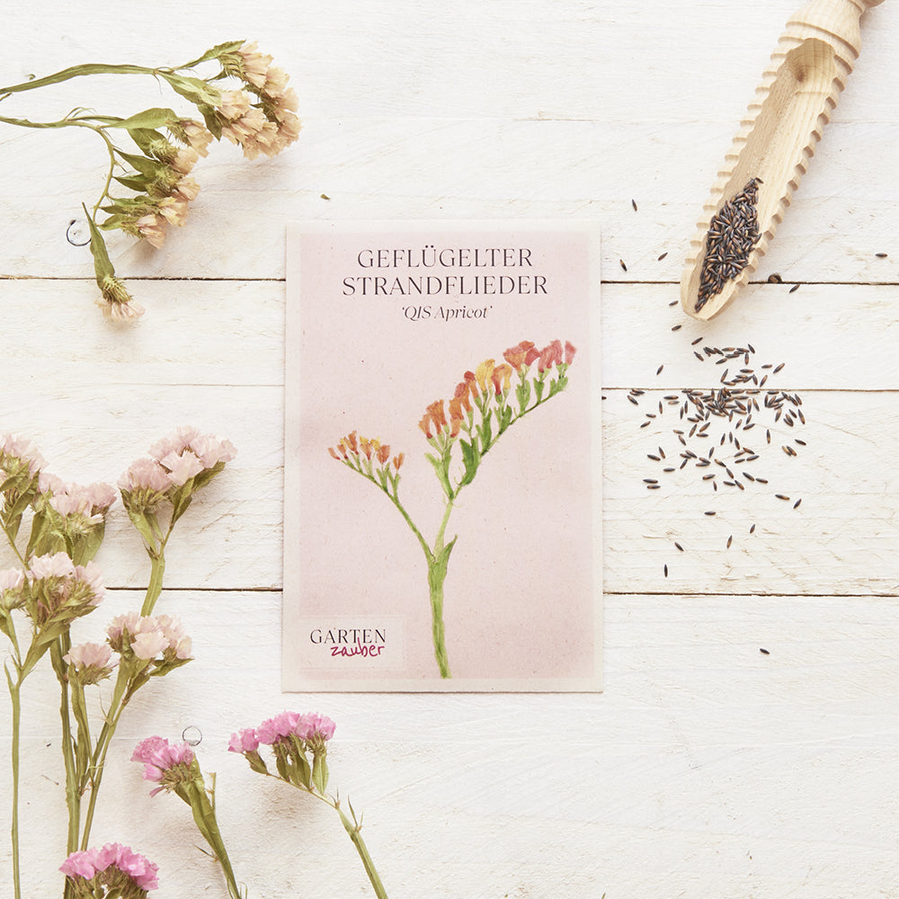 Vorderansicht Saatguttuete Gefluegelter Strandflieder - Limonium sinuatum 'QIS Apricot' aus der Gartenzauber-Saatgutserie dekoriert mit Blueten der Pflanze und Samen