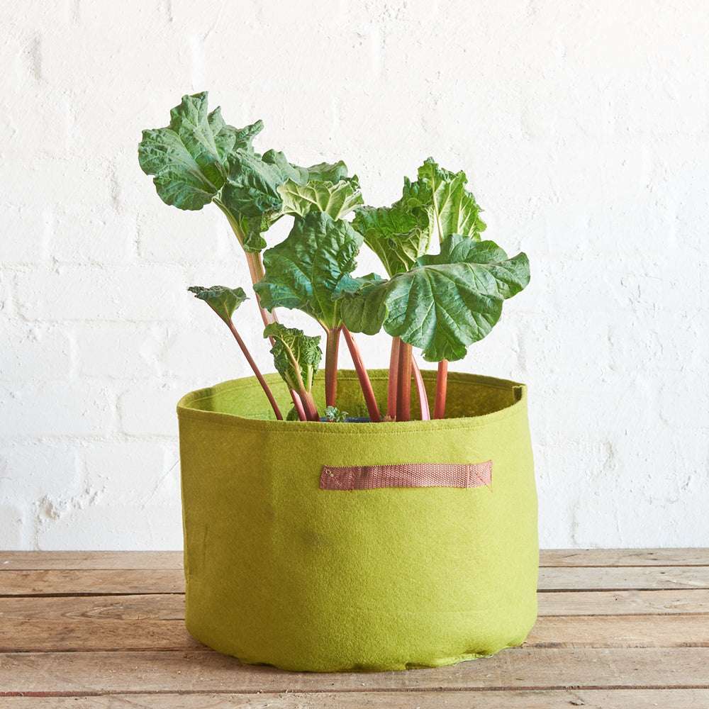 Gemüse-Pflanztasche Vigoroot von Haxnicks in Grün, bepflanzt mit Rhabarber