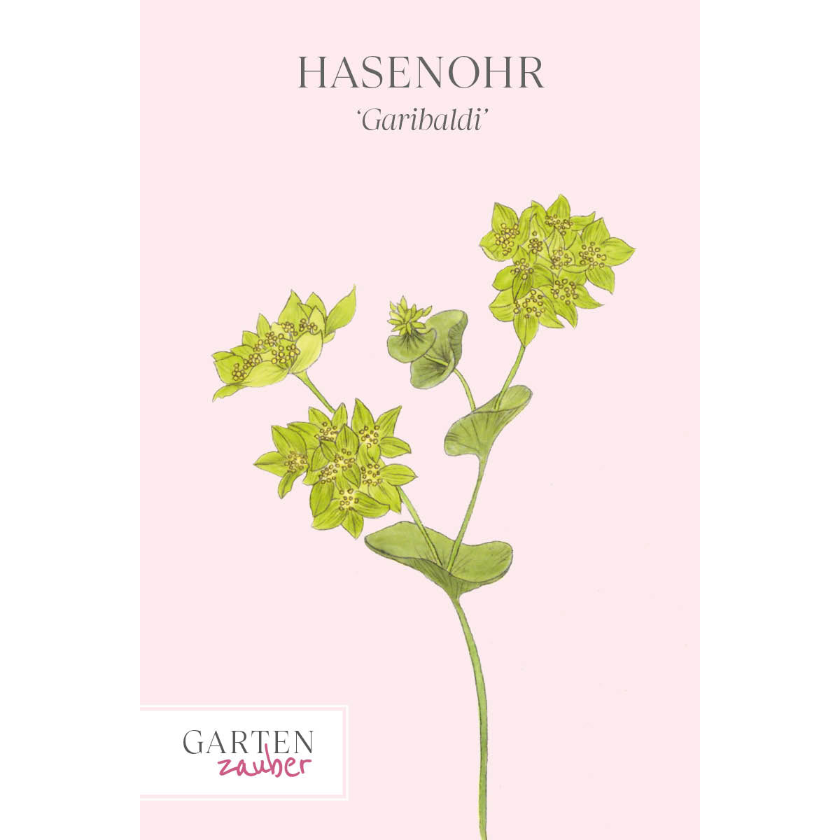 Vorderseite der Saatguttüte Hasenohr ‘Garibaldi’ – Bupleurum rotundifolium mit handgezeichneter Illustration der sternförmigen Kelchblätter, grün-gelben Blüten und graugrünen Blättern aus der Gartenzauber-Saatgutserie.