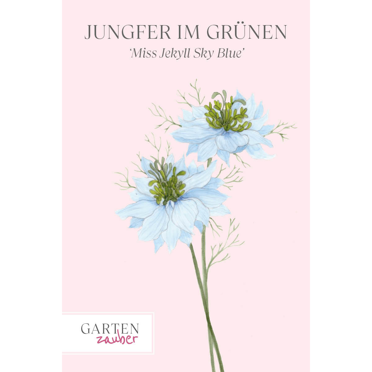 Vorderansicht Saatguttuete Jungfer im Grünen - Nigella damascena 'Miss Jekyll Sky Blue' aus der Gartenzauber-Saatgutserie