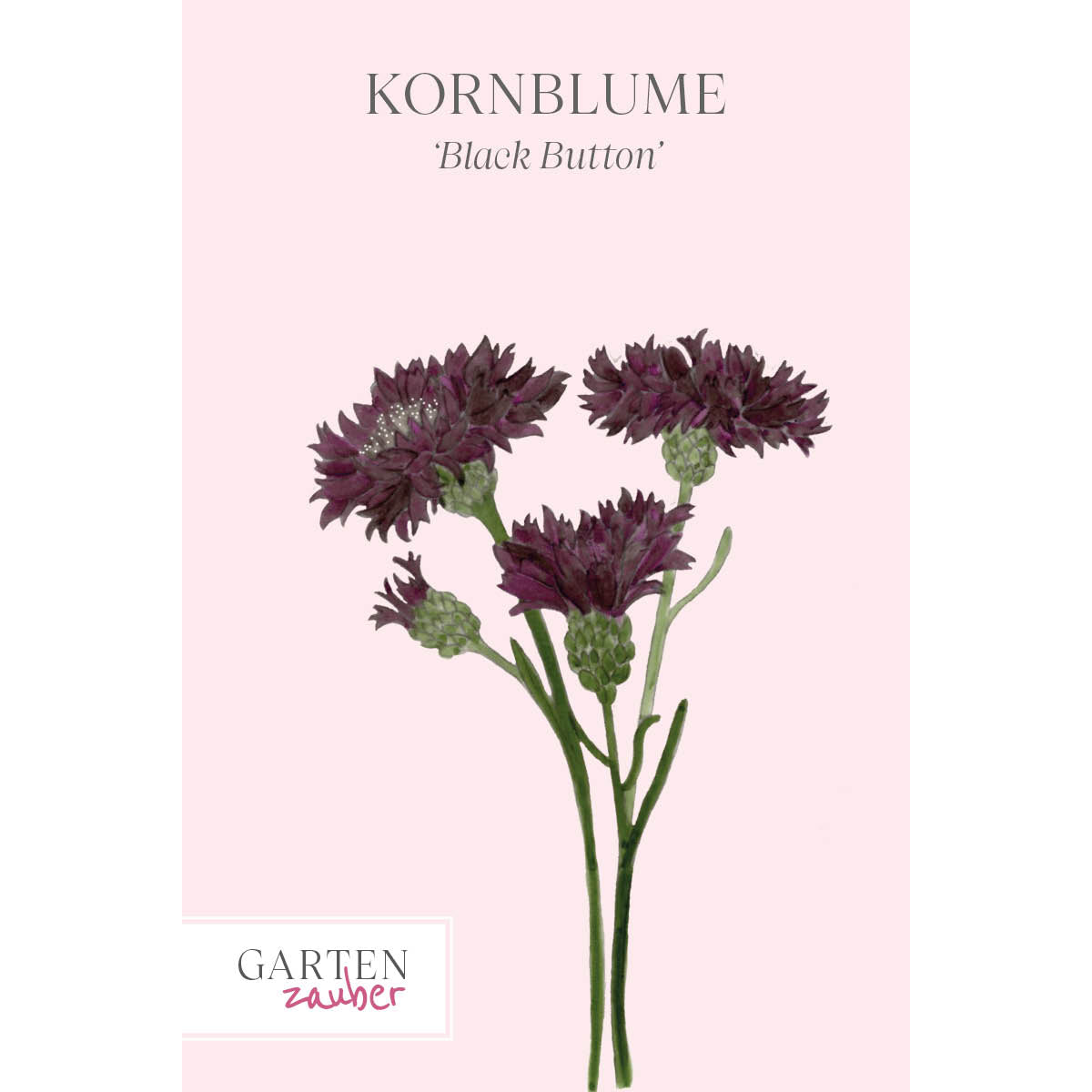 Vorderansicht Saatguttuete Kornblume - Centaurea cyanus ´Black Button` aus der Gartenzauber-Saatgutserie