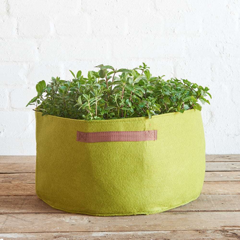 Bepflanzte Vigoroot Pflanztasche mit frischen Küchenkräutern