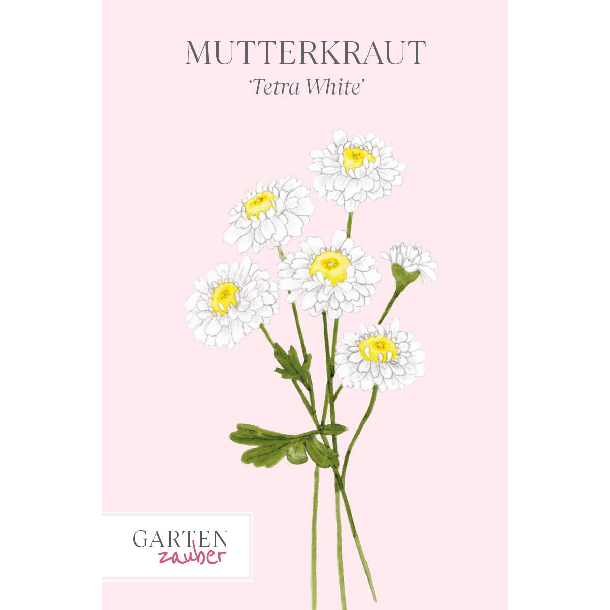 Vorderansicht Saatguttuete Mutterkraut - Chrysanthemum parthenium `Tetra White` aus der Gartenzauber-Saatgutserie