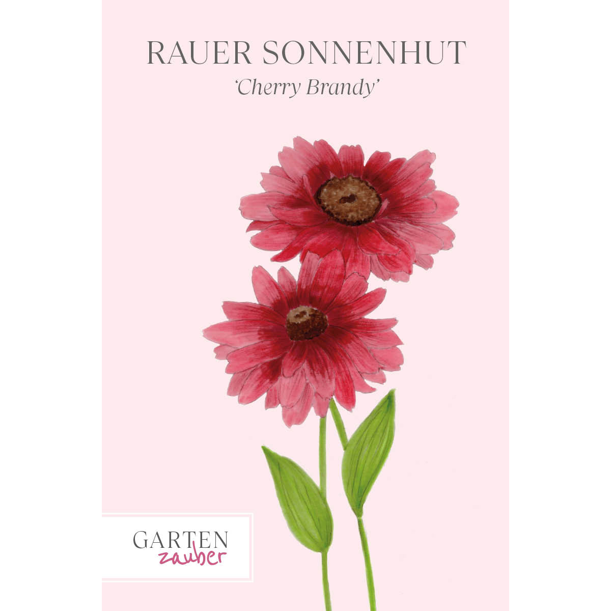 Vorderansicht Saatguttuete Rauer Sonnenhut - Rudbeckia hirta 'Cherry Brandy' aus der Gartenzauber-Saatgutserie