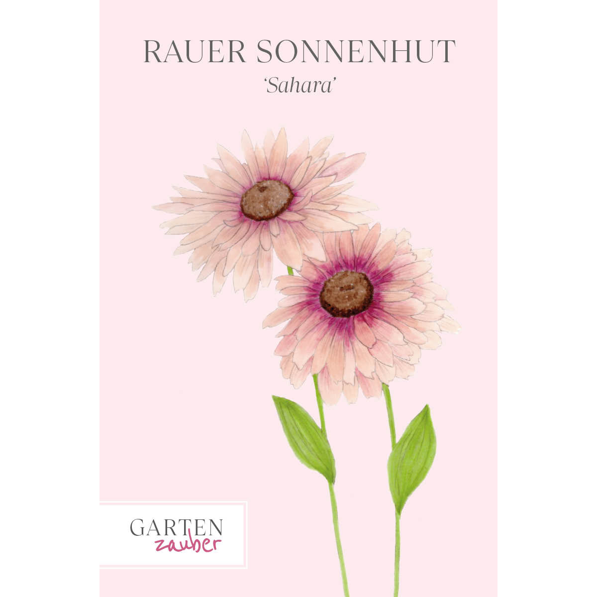 Vorderansicht Saatguttuete Rauer Sonnenhut - Rudbeckia hirta 'Sahara' aus der Gartenzauber-Saatgutserie