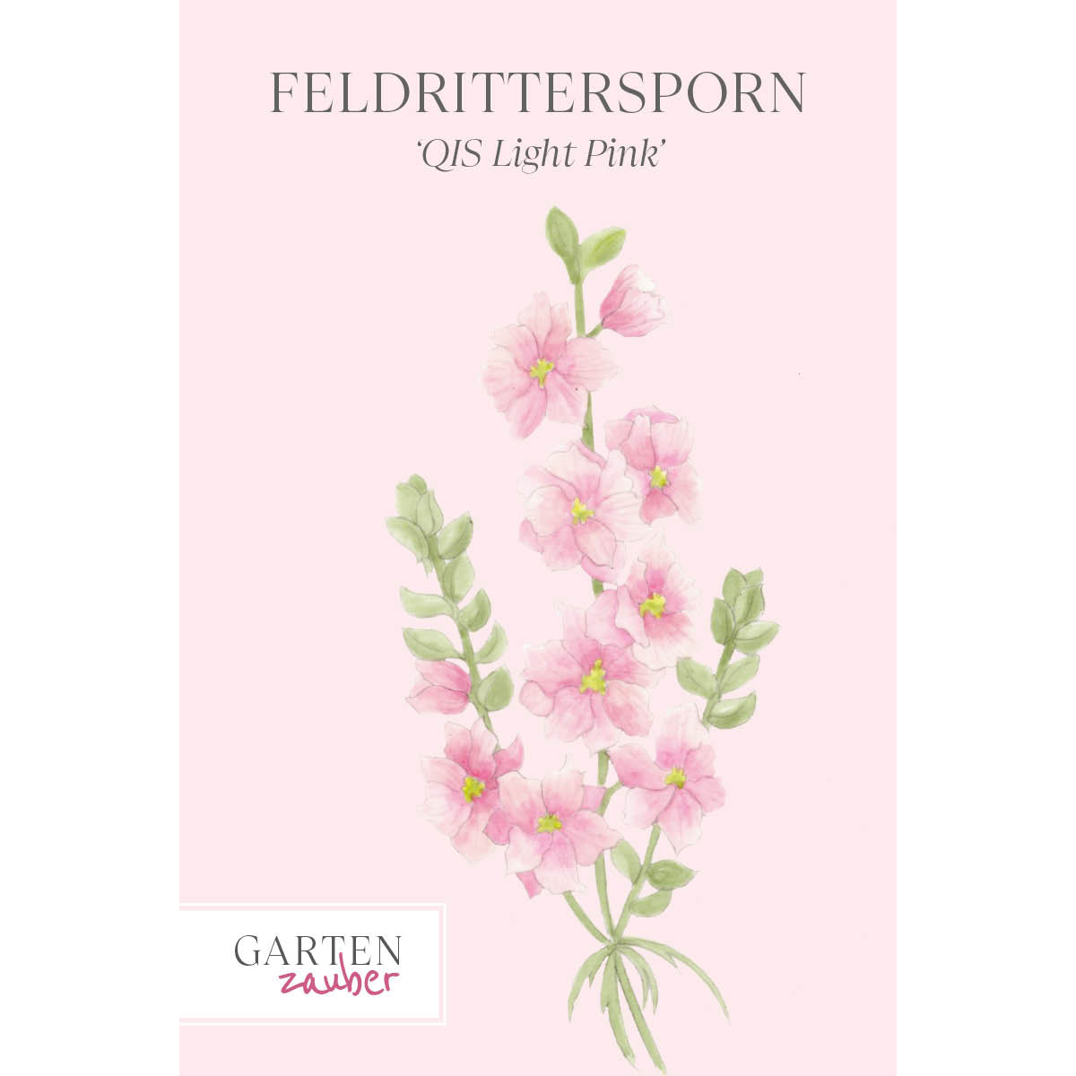 Vorderansicht Saatguttuete Feldrittersporn - Delphinium consolida `QIS Light Pink` aus der Gartenzauber-Saatgutserie