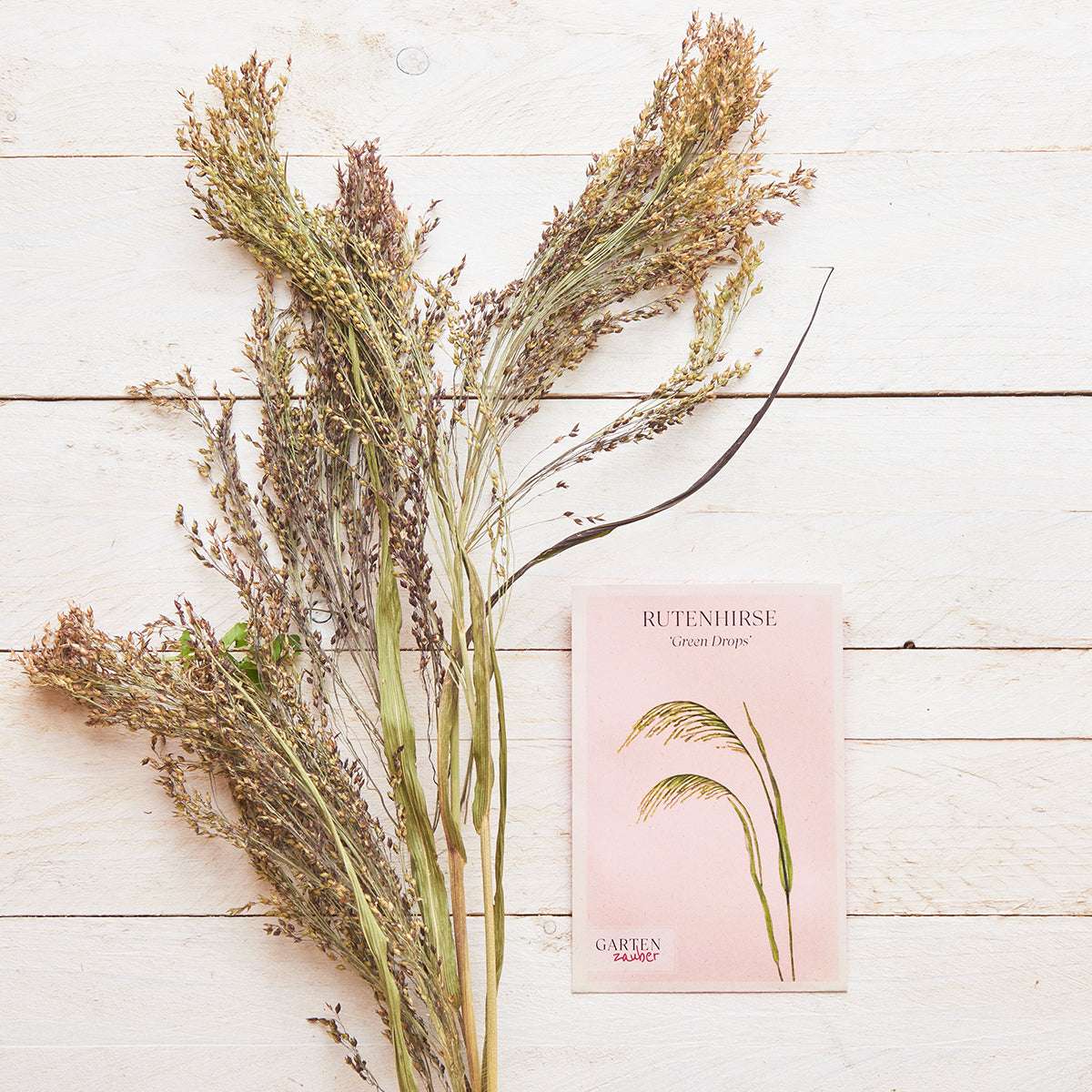 Vorderansicht Saatguttuete Rutenhirse - Panicum violaceum 'Green Drops' aus der Gartenzauber-Saatgutserie dekoriert mit der blühenden Pflanze