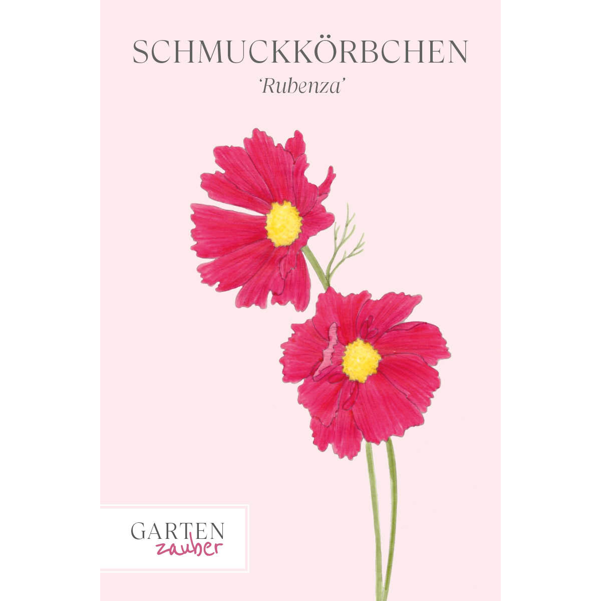 Vorderansicht Saatguttuete Schmuckkoerbchen - Cosmos bipinnatus `Rubenza` aus der Gartenzauber-Saatgutserie