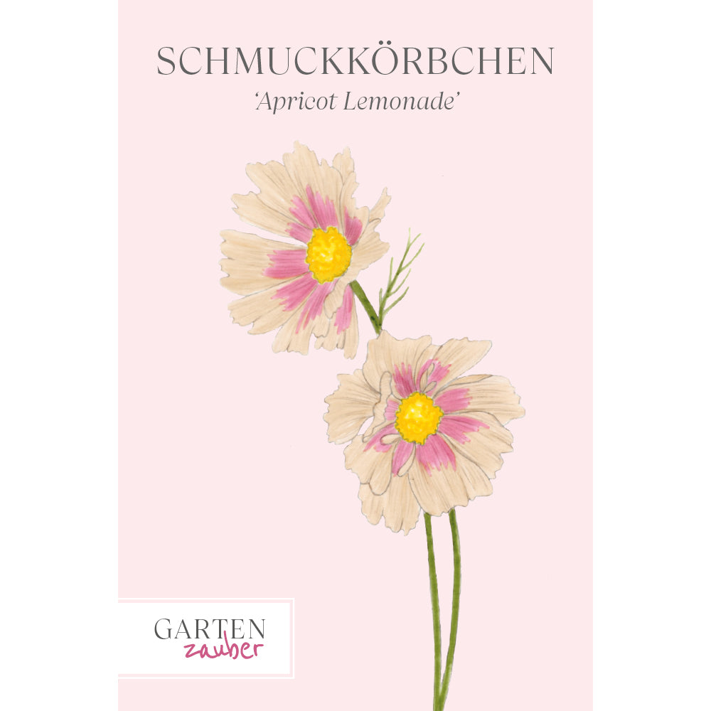 Blume Schmuckkörbchen Cosmea 'Apricot Lemonade' aus der Gartenzauber-Saatgutserie