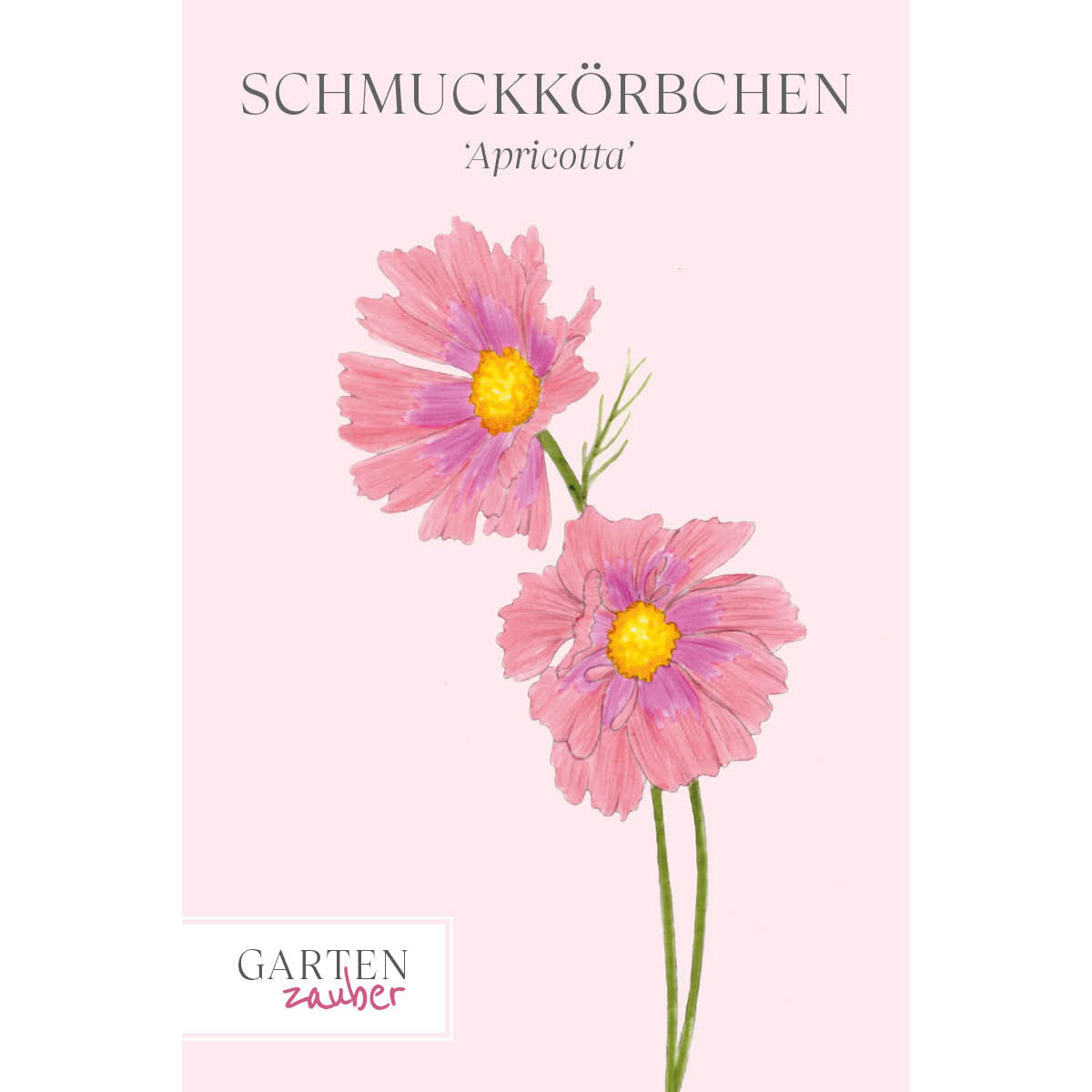 Vorderansicht Saatguttuete Schmuckkoerbchen - Cosmos bipinnatus `Apricotta` aus der Gartenzauber-Saatgutserie