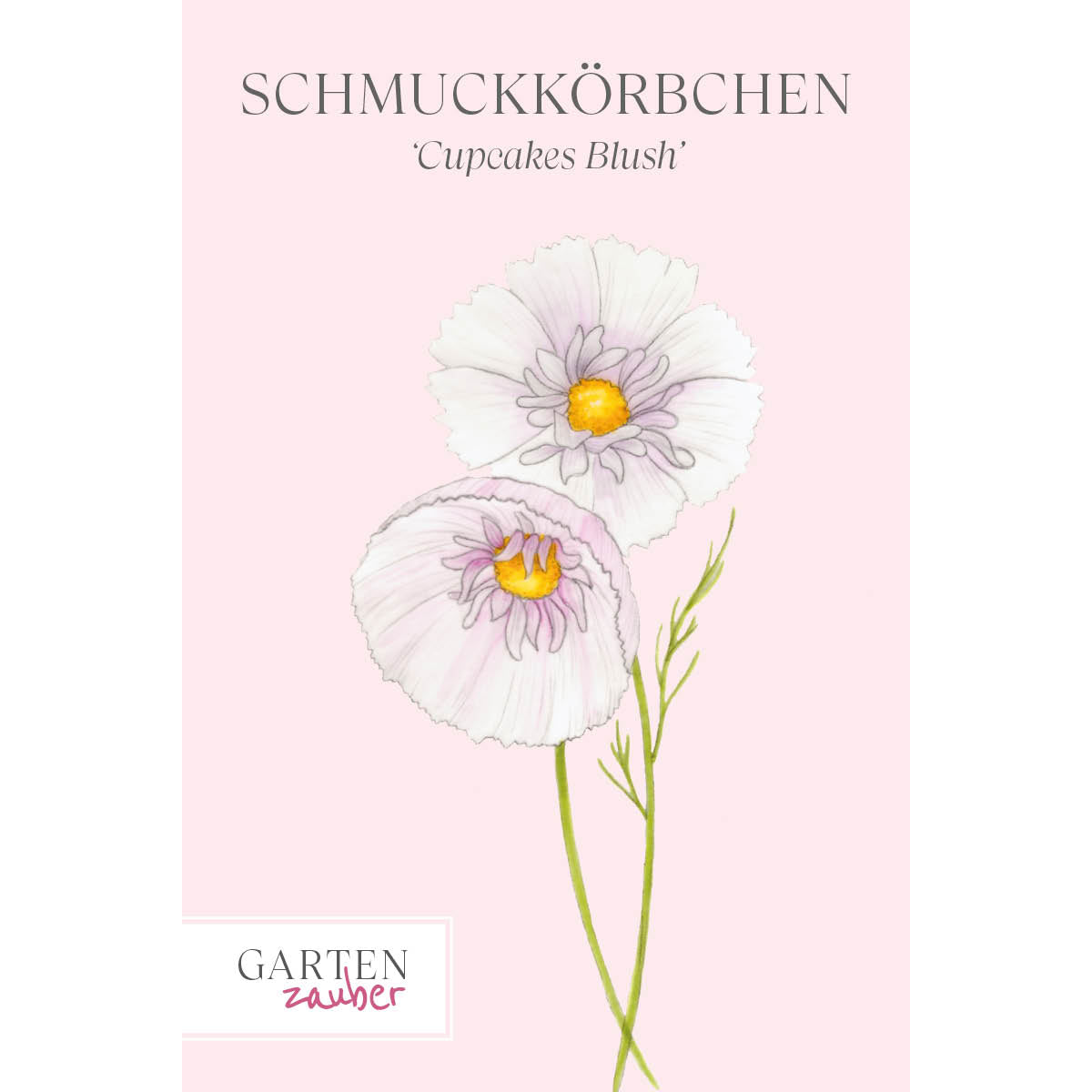 Vorderansicht Saatguttuete Schmuckkoerbchen - Cosmos bipinnatus `Cupcakes Blush` aus der Gartenzauber-Saatgutserie