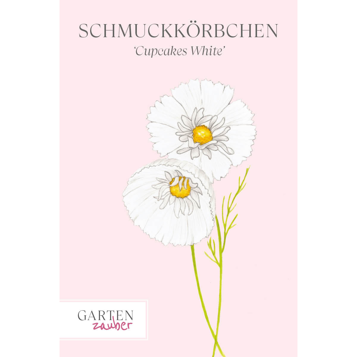 Vorderansicht Saatguttuete Schmuckkoerbchen - Cosmos bipinnatus `Cupcakes White` aus der Gartenzauber-Saatgutserie