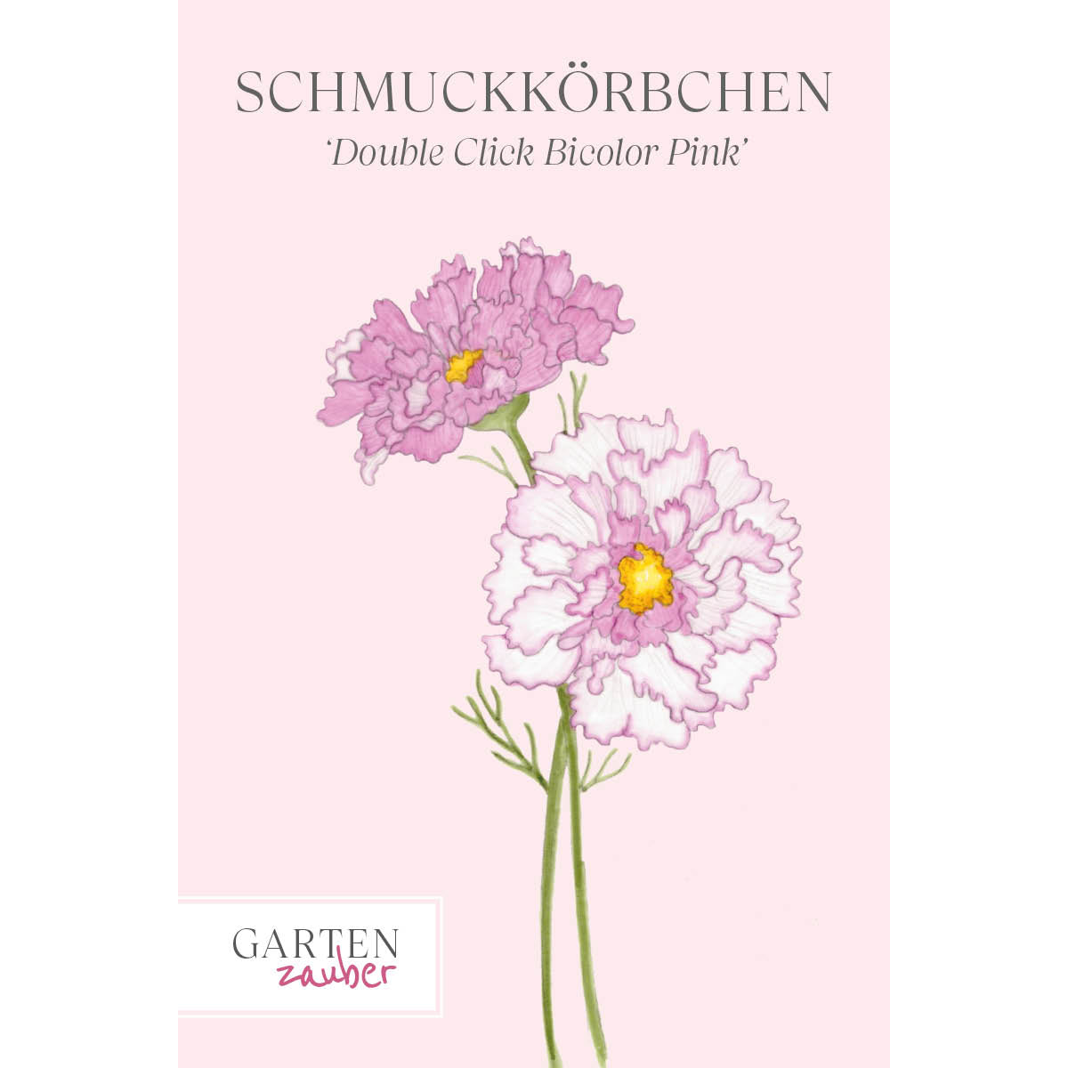 Vorderansicht Saatguttuete Schmuckkoerbchen - Cosmos bipinnatus `Double Click Bicolor Pink` aus der Gartenzauber-Saatgutserie