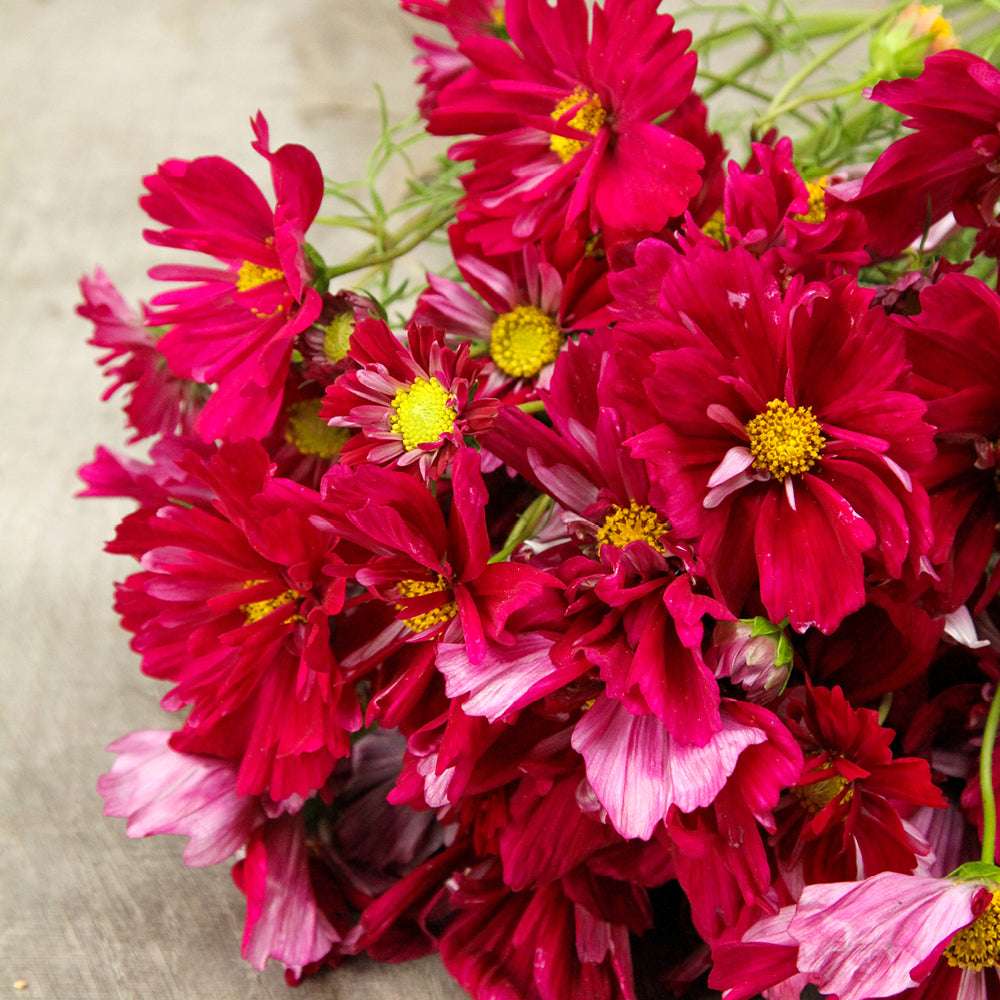 Mehrere liegende Blüten des Schmuckkörbchens (Cosmos bipinnatus ‘Double Click Cranberries’) mit doppelten, gekräuselten Blüten in leuchtendem Beerenton.