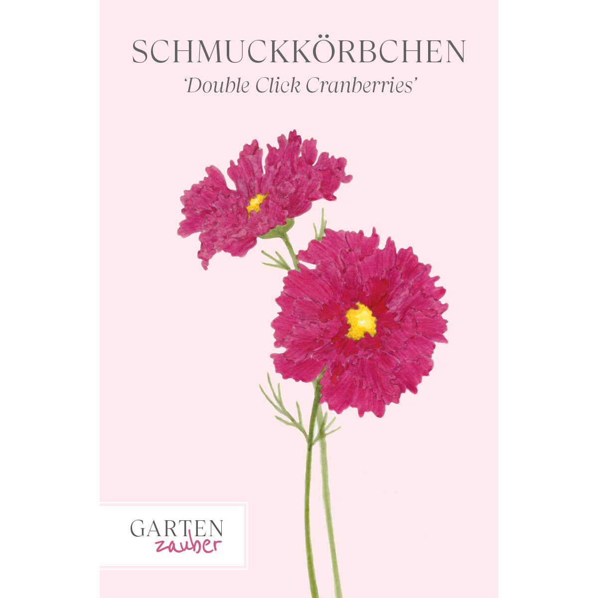 Vorderansicht Saatguttuete Schmuckkoerbchen - Cosmos bipinnatus `Double Click Cranberries` aus der Gartenzauber-Saatgutserie