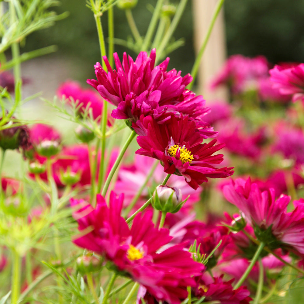 Mehrere Blüten des Schmuckkörbchens (Cosmos bipinnatus ‘Double Click Cranberries’) mit doppelten, gekräuselten Blüten in leuchtendem Beerenton blühend im Gartenbeet.