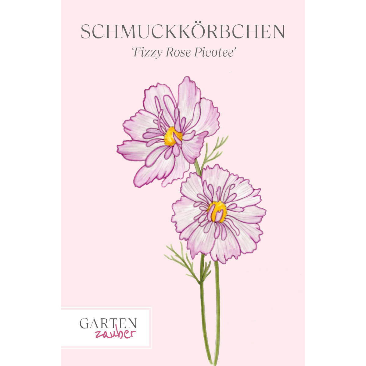 Vorderansicht Saatguttuete Schmuckkoerbchen - Cosmos bipinnatus `Fizzy Rose Picotee` aus der Gartenzauber-Saatgutserie