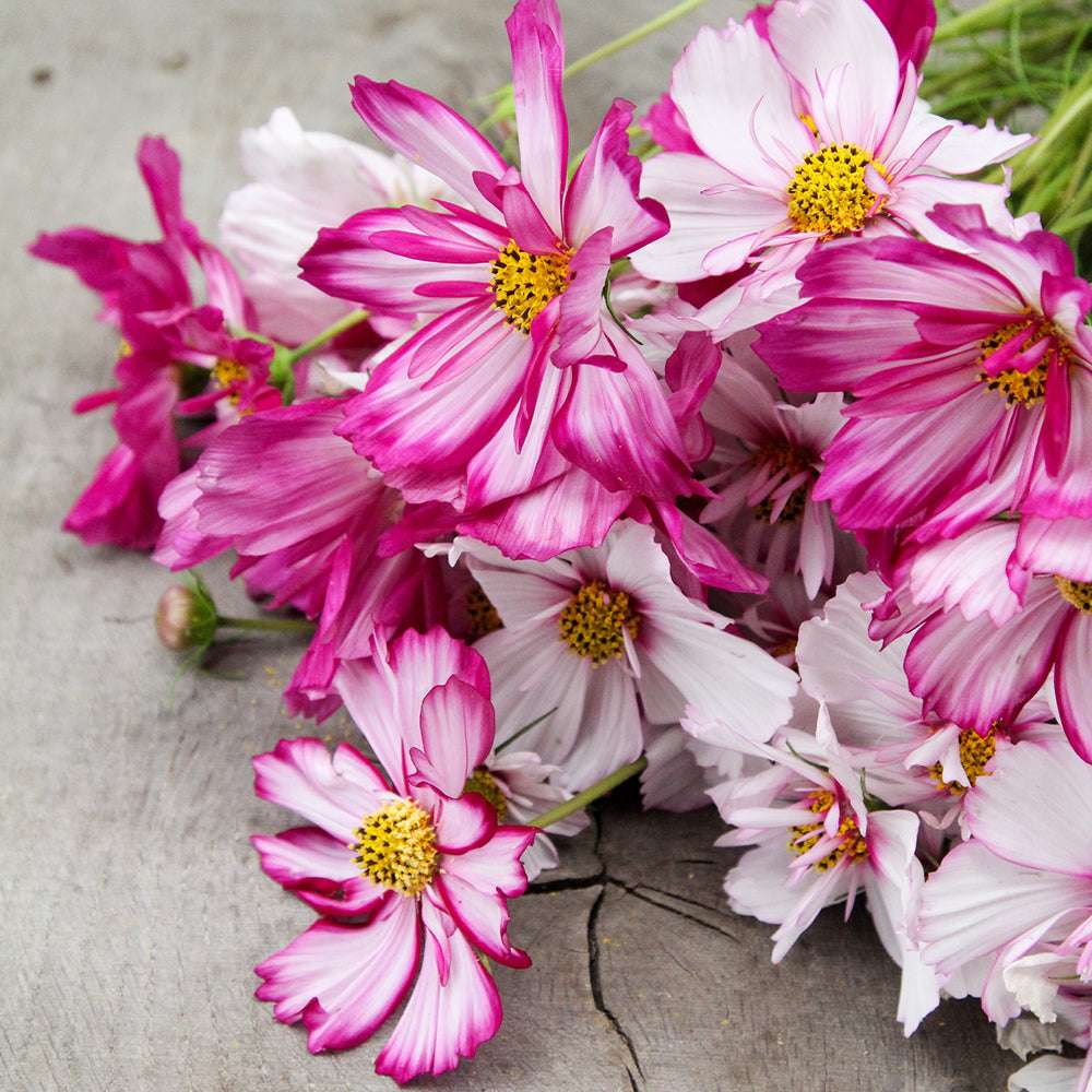 Mehrere liegende halbgefüllte Blüten des Schmuckkörbchens (Cosmos bipinnatus ‘Fizzy Rose Picotee’) in Weiß- und Pinkfarben.