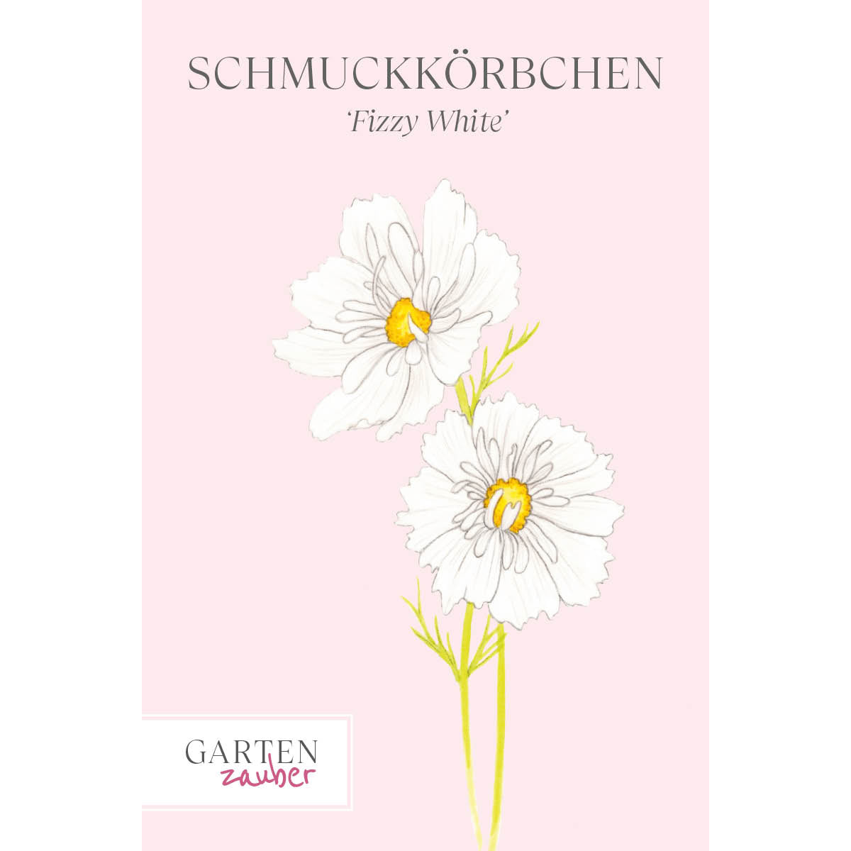 Vorderansicht Saatguttuete Schmuckkoerbchen - Cosmos bipinnatus `Fizzy White` aus der Gartenzauber-Saatgutserie