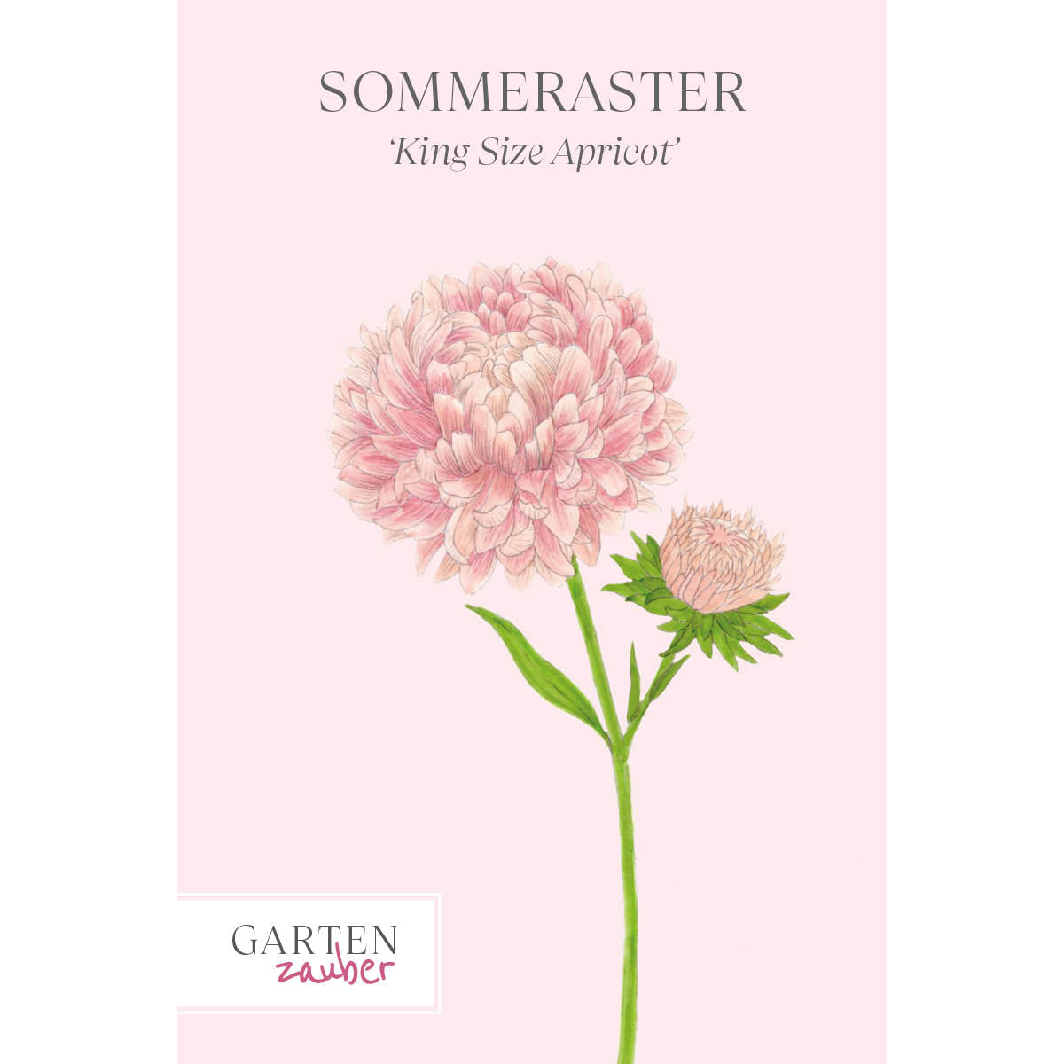 Vorderansicht Saatguttuete Sommeraster Callistephus chinensis `King Size Apricot` aus der Gartenzauber-Saatgutserie