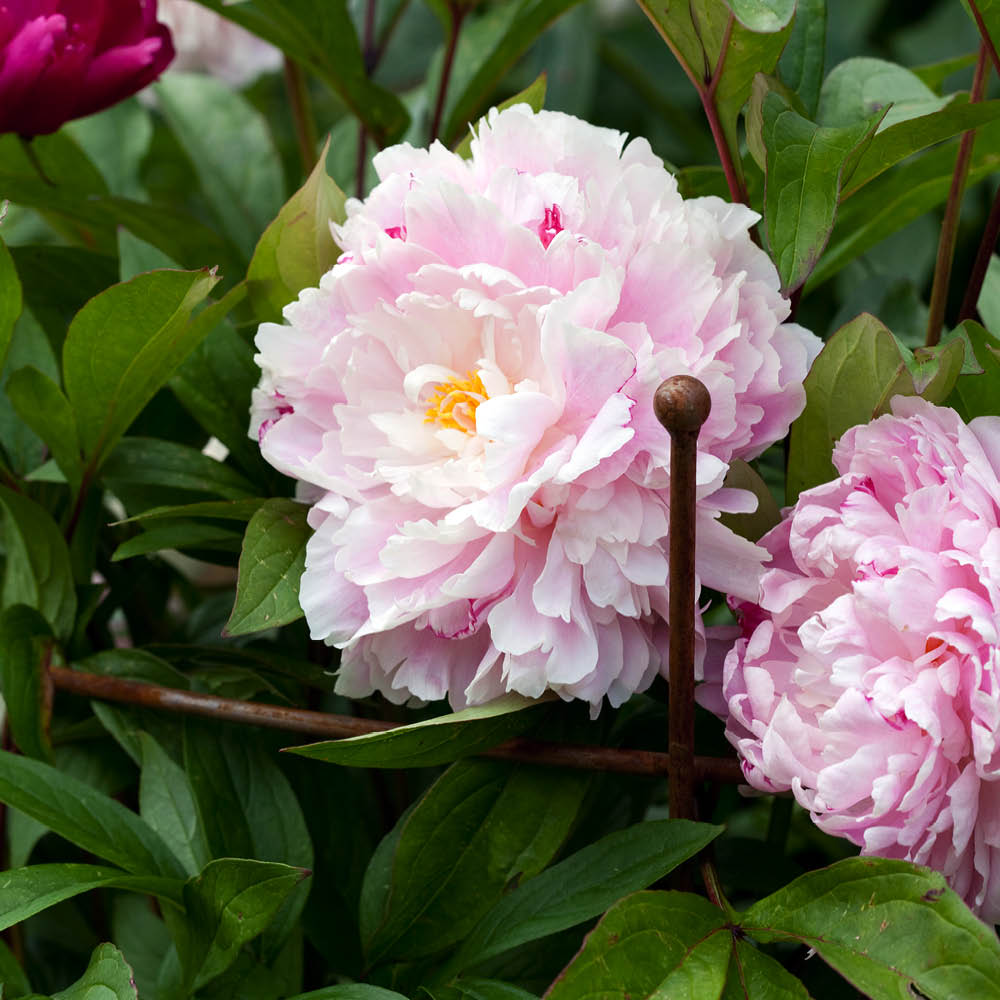 Runde Staudenstütze von Eldgarden – rostiger Pflanzenhalter im Beet