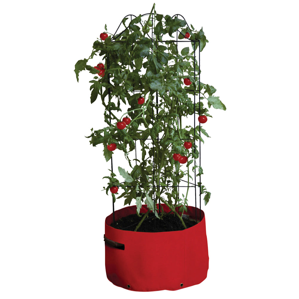 Roter Haxnicks Tomaten-Pflanzsack mit Kletterstütze, bepflanzt mit reifen Tomaten