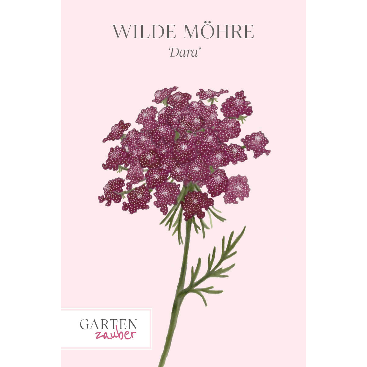 ansicht-saatguttuete-wilde-moehre-'dara'--daucus-carota-aus-der-gartenzauber-saatgutserie