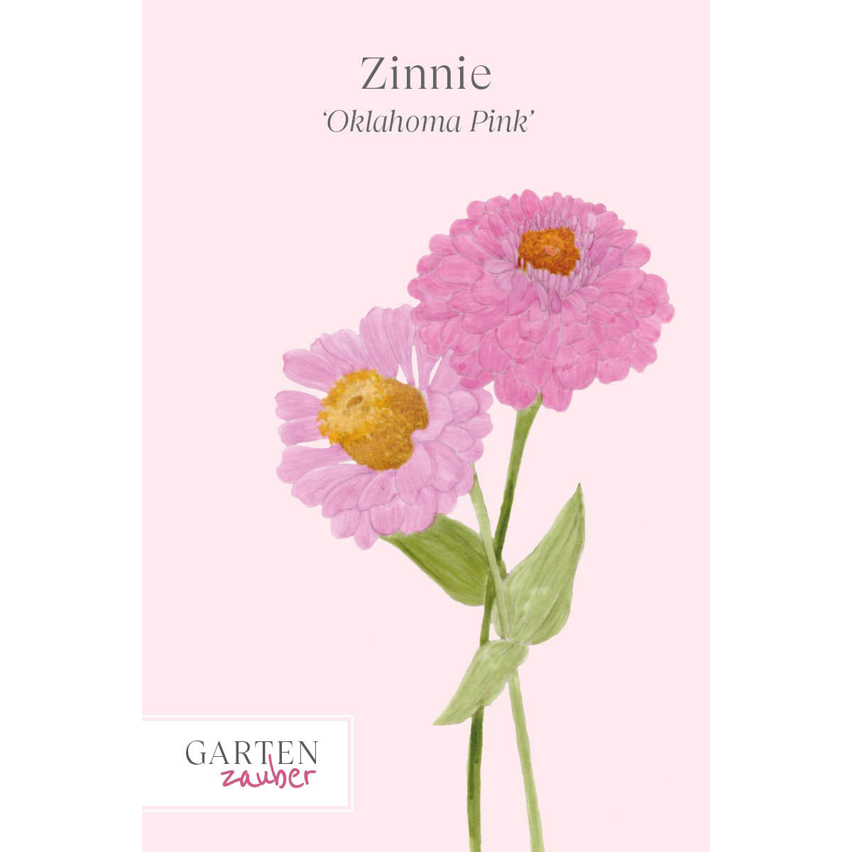 Vorderansicht Saatguttuete Zinnie - Zinnia elegans `Oklahoma Pink‘ aus der Gartenzauber-Saatgutserie