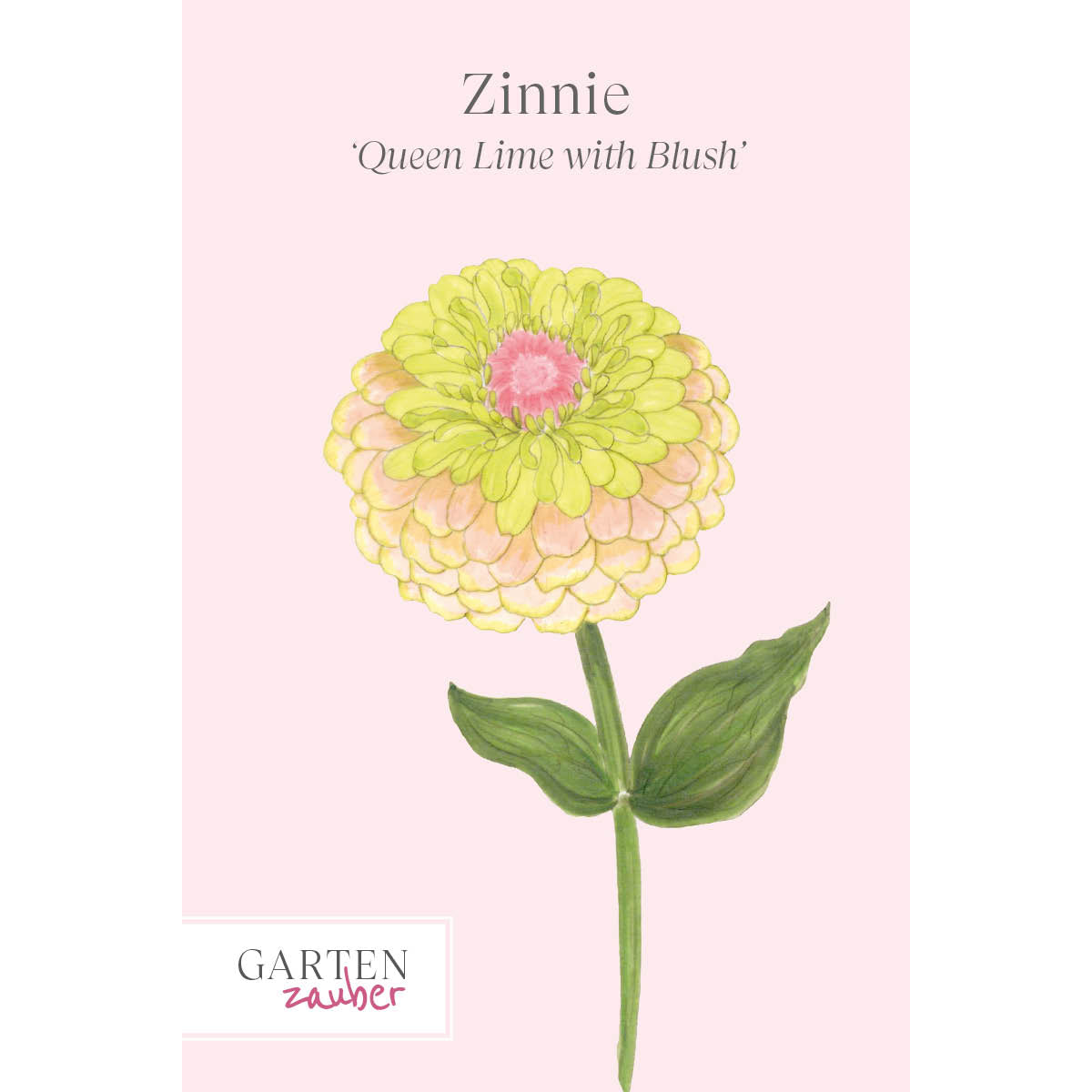 vorderansicht-saatguttuete-zinnie-zinnia-elegans-‘queen-lime-with-blush‘-aus-der-gartenzauber-saatgutserie