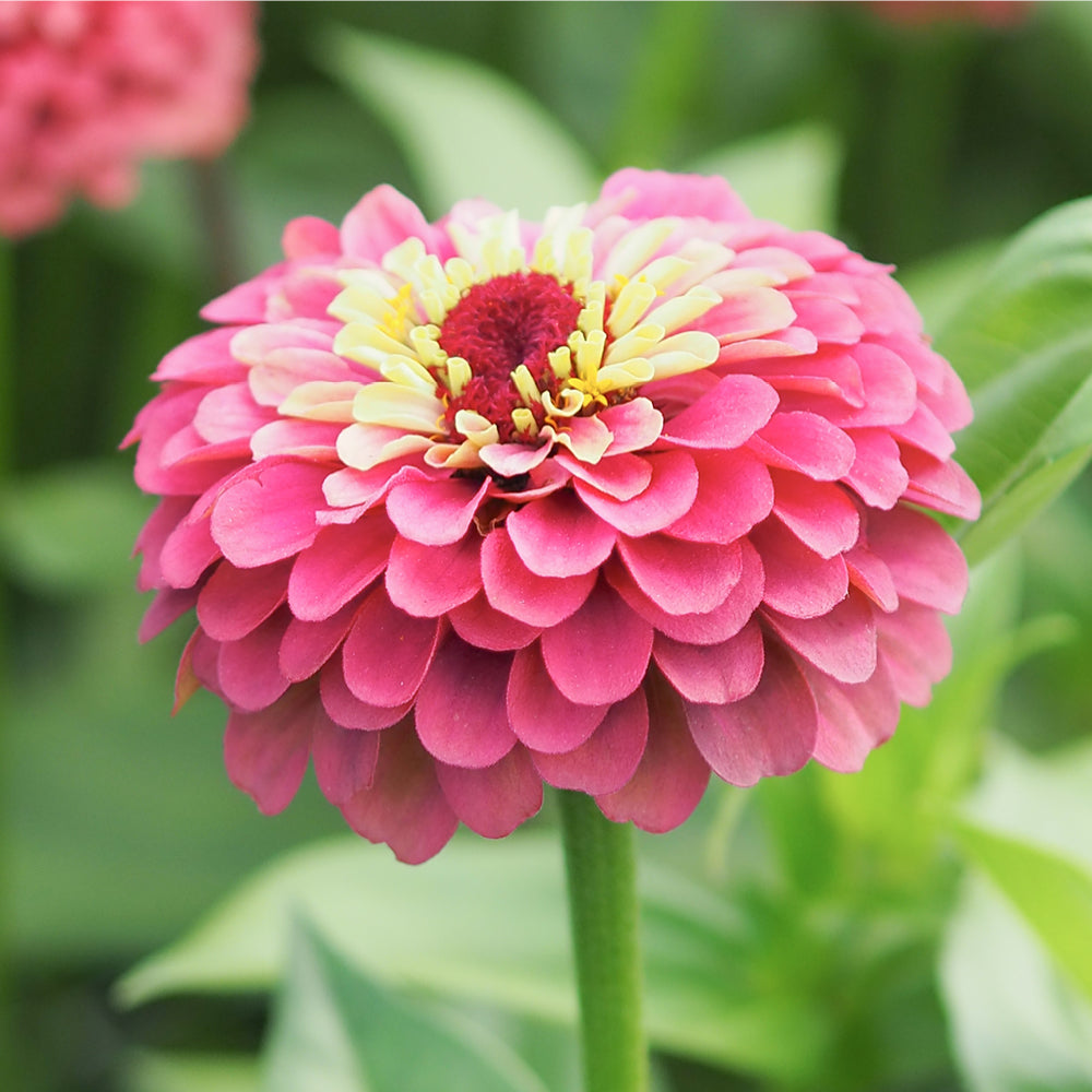 Seitliche Nahaufnahme einer gefüllten Blüte der Zinnie (Zinnia elegans ‘Queen Red Lime’) mit blassroten Blütenblättern, die zur Blütenmitte hin in Lindgrün verlaufen.