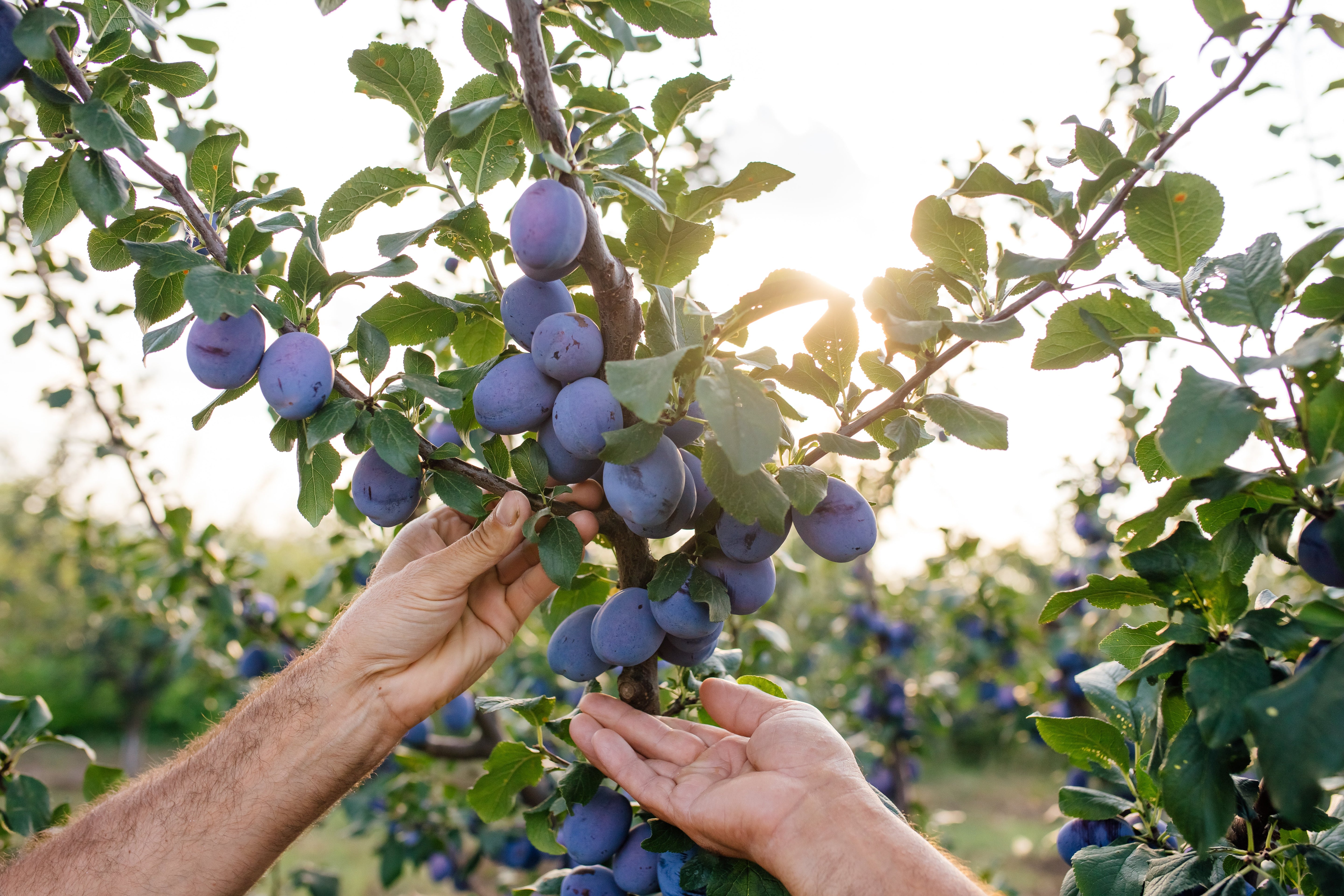 Die Pflaumen sind reif!
