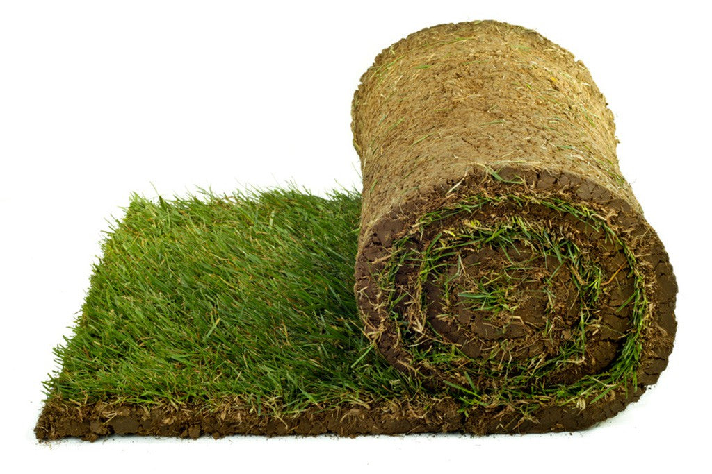 Rolle Rollrasen vor weißem Hintergrund.
