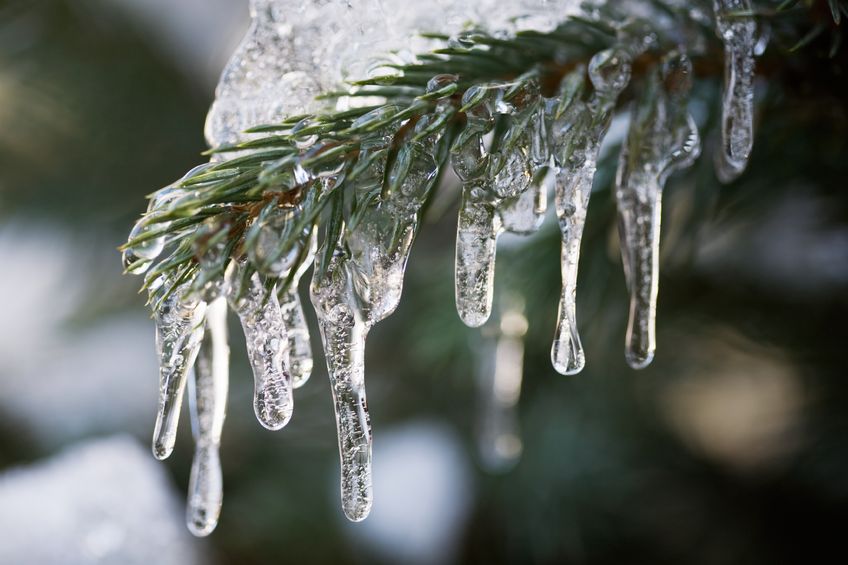 Ein Tannenast bedeckt von Schnee ind Eis in der Nahaufnahme.