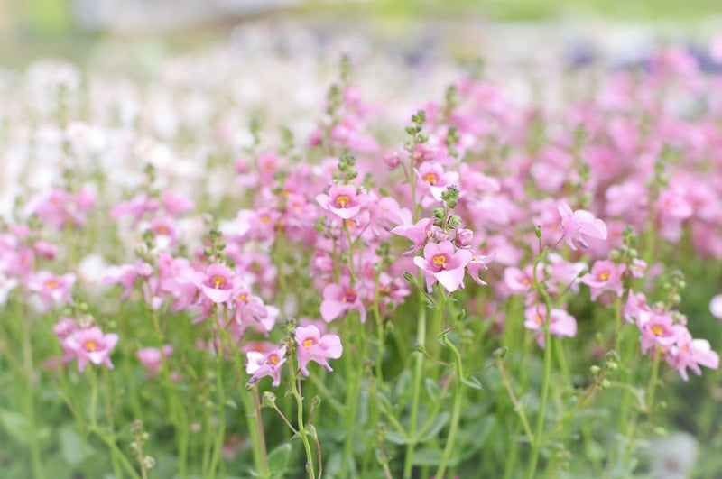 Elfensporn (Diascia)