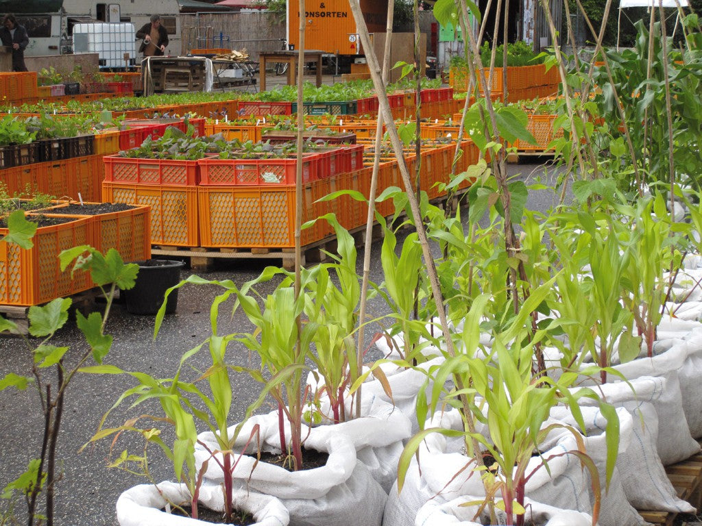 Bäckerkisten die zu Pflanzkästen umfunktioniert wurden.
