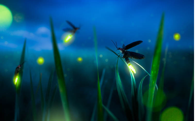 Es ist Nacht mit einem blauen Himmel. Die Glühwürmchen erheben sich aus der grünen Wiese und leuchten.