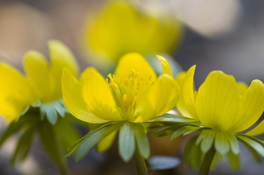 Die dottergelben Blüten der Winterlinge in Nahaufnahme.