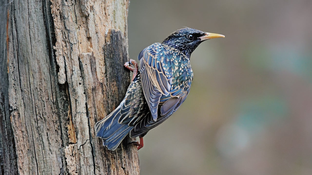 Star (Sturnus vulgaris)