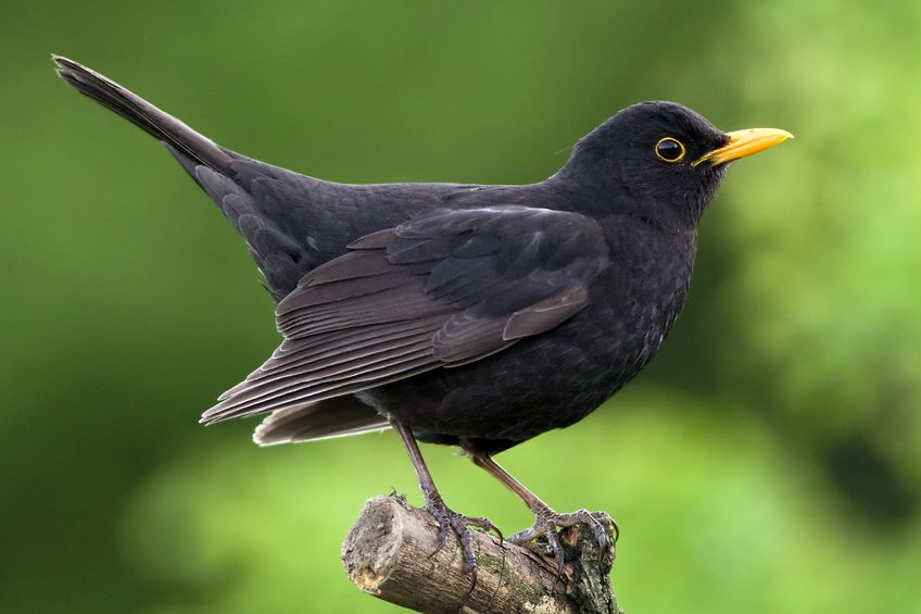 Eine Amsel auf einem Ast